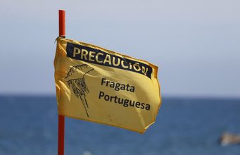 Confirman presencia de fragata portuguesa en Puerto Saavedra y activan medidas preventivas en playa Maule