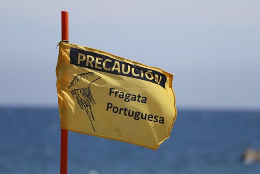 Confirman presencia de fragata portuguesa en Puerto Saavedra y activan medidas preventivas en playa Maule