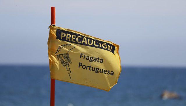 Confirman presencia de fragata portuguesa en Puerto Saavedra y activan medidas preventivas en playa Maule