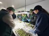Espárragos de Collipulli apuntan al mercado brasileño y abren nuevas oportunidades para la agricultura regional