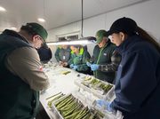 Espárragos de Collipulli apuntan al mercado brasileño y abren nuevas oportunidades para la agricultura regional