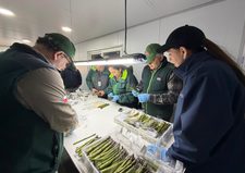 Espárragos de Collipulli apuntan al mercado brasileño y abren nuevas oportunidades para la agricultura regional