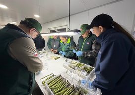 Espárragos de Collipulli apuntan al mercado brasileño y abren nuevas oportunidades para la agricultura regional