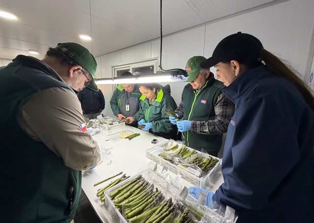 Espárragos de Collipulli apuntan al mercado brasileño y abren nuevas oportunidades para la agricultura regional