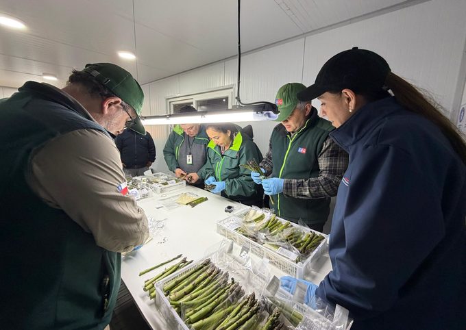 Espárragos de Collipulli apuntan al mercado brasileño y abren nuevas oportunidades para la agricultura regional