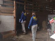 Desbaratan presunto matadero clandestino en sector rural de Gorbea y decomisan 2,2 toneladas de carne avaluadas en $11 millones