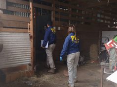 Desbaratan presunto matadero clandestino en sector rural de Gorbea y decomisan 2,2 toneladas de carne avaluadas en $11 millones