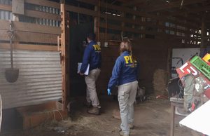 Desbaratan presunto matadero clandestino en sector rural de Gorbea y decomisan 2,2 toneladas de carne avaluadas en $11 millones