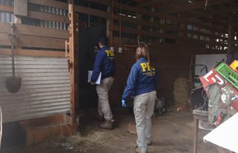 Desbaratan presunto matadero clandestino en sector rural de Gorbea y decomisan 2,2 toneladas de carne avaluadas en $11 millones