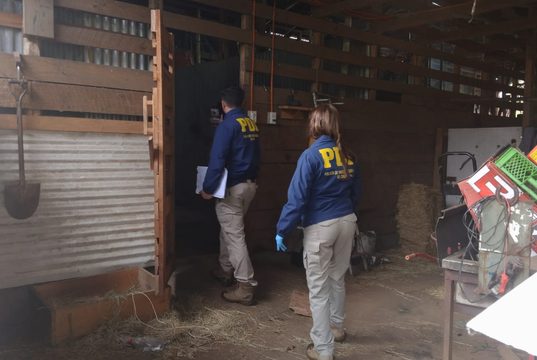 Desbaratan presunto matadero clandestino en sector rural de Gorbea y decomisan 2,2 toneladas de carne avaluadas en $11 millones