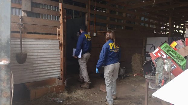 Desbaratan presunto matadero clandestino en sector rural de Gorbea y decomisan 2,2 toneladas de carne avaluadas en $11 millones