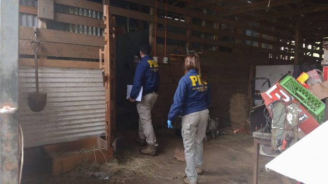 Desbaratan presunto matadero clandestino en sector rural de Gorbea y decomisan 2,2 toneladas de carne avaluadas en $11 millones