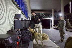 Con perros detectores de drogas y controles policiales refuerzan la seguridad en el Aeropuerto de La Araucanía