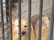 Denuncian presunto abandono de perrita que llevaría más de un mes encerrada en el patio de una vivienda de Pitrufquén