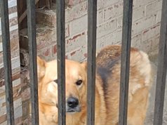 Denuncian presunto abandono de perrita que llevaría más de un mes encerrada en el patio de una vivienda de Pitrufquén