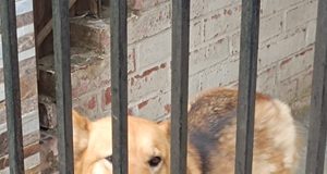 Denuncian presunto abandono de perrita que llevaría más de un mes encerrada en el patio de una vivienda de Pitrufquén