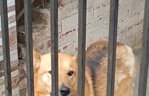 Denuncian presunto abandono de perrita que llevaría más de un mes encerrada en el patio de una vivienda de Pitrufquén