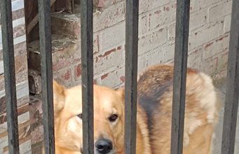 Denuncian presunto abandono de perrita que llevaría más de un mes encerrada en el patio de una vivienda de Pitrufquén