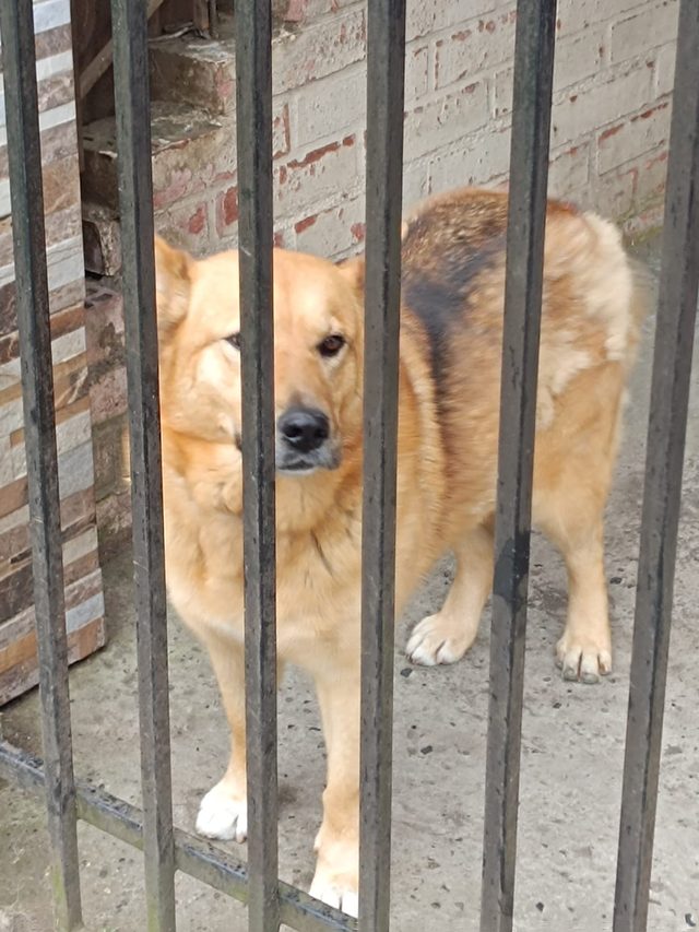 Denuncian presunto abandono de perrita que llevaría más de un mes encerrada en el patio de una vivienda de Pitrufquén